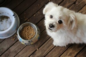 Read more about the article Best Dog Food Brands for Small Breeds: Spoiling Your Tiny Foodie