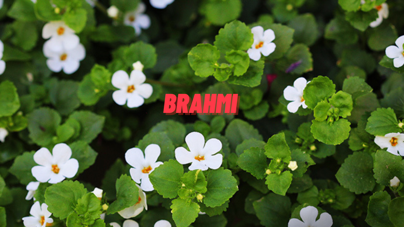 Brahmi Benefits