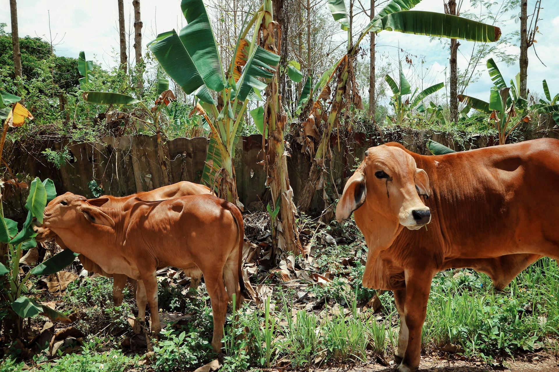 Brown Cows