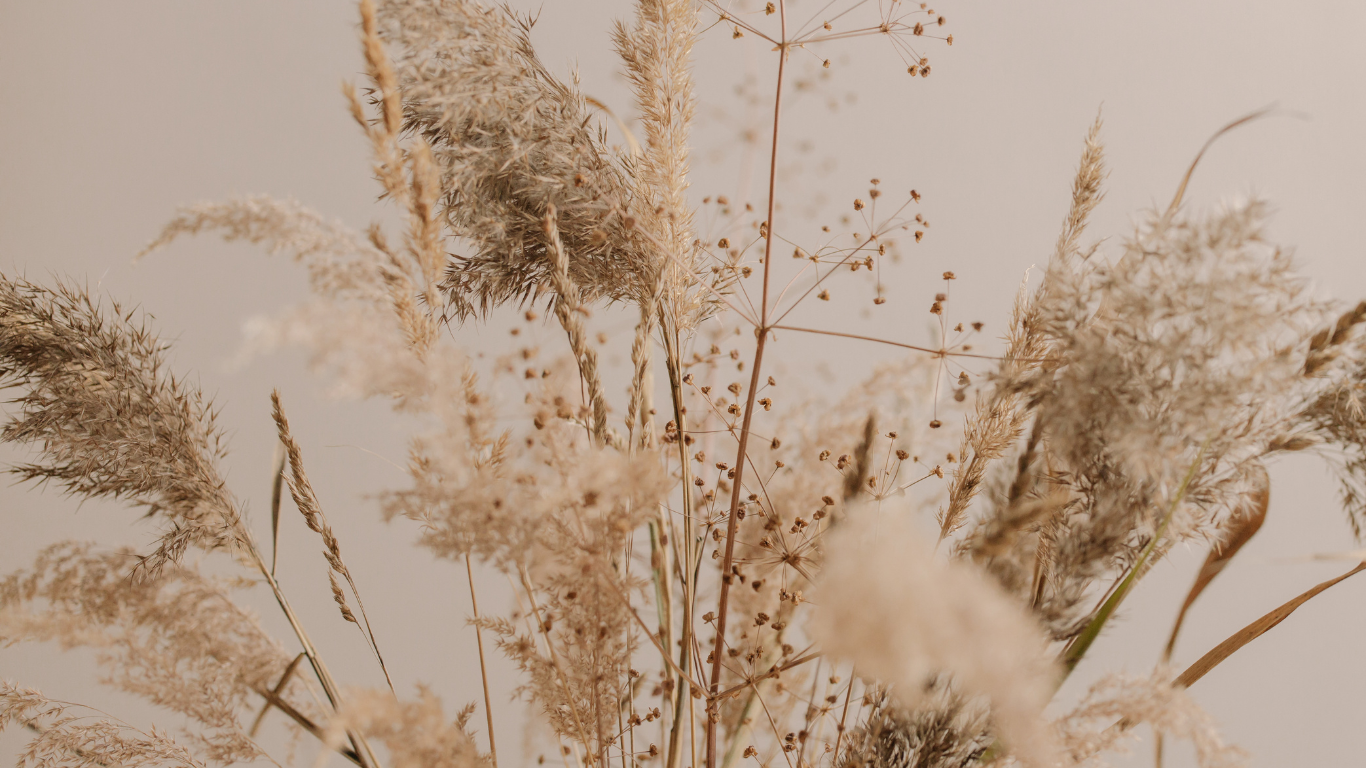 Pampas Grass