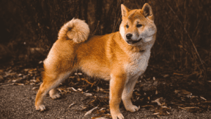 Read more about the article Shiba Dog Price in India: A Comprehensive Guide