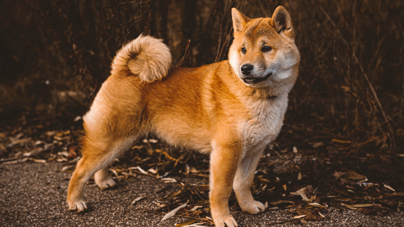 Shiba Dog Price in India