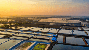 Read more about the article Prawn Farming: Dive into the World of Aquaculture Riches
