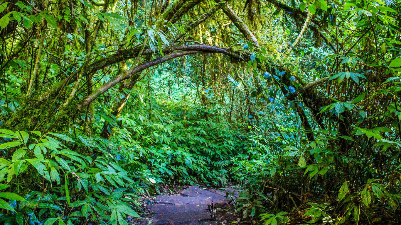 Rainforest Carnivorous Plants