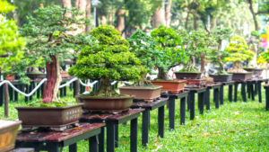 Read more about the article Bonsai Plants Price: From Affordable to Priceless Treasures