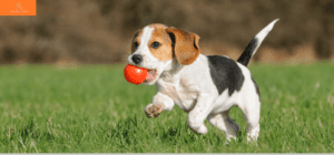 Read more about the article Puppies for Sale in Delhi: Finding the Perfect Puppy at the Right Price