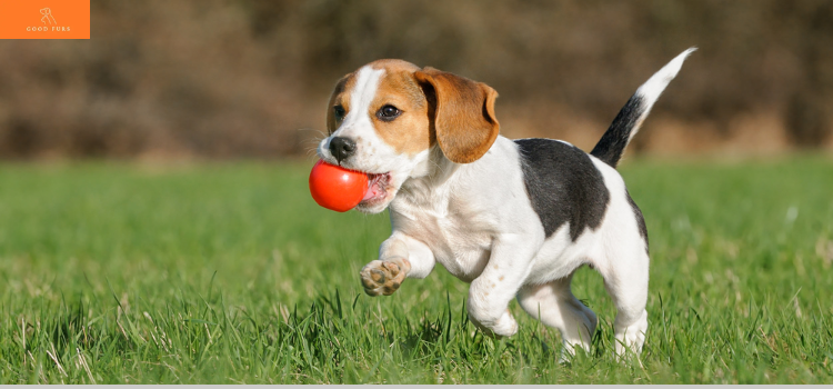 Puppies for Sale in Delhi