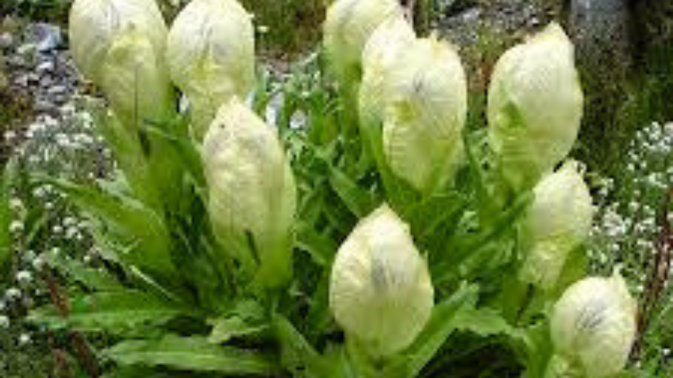 State Flower of Uttarakhand