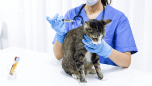 Read more about the article Vet Clinic Singapore: What to Look out for Before Your Pet’s Appointment