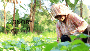 Read more about the article Understanding Gñory: A Vibrant Cultural Phenomenon