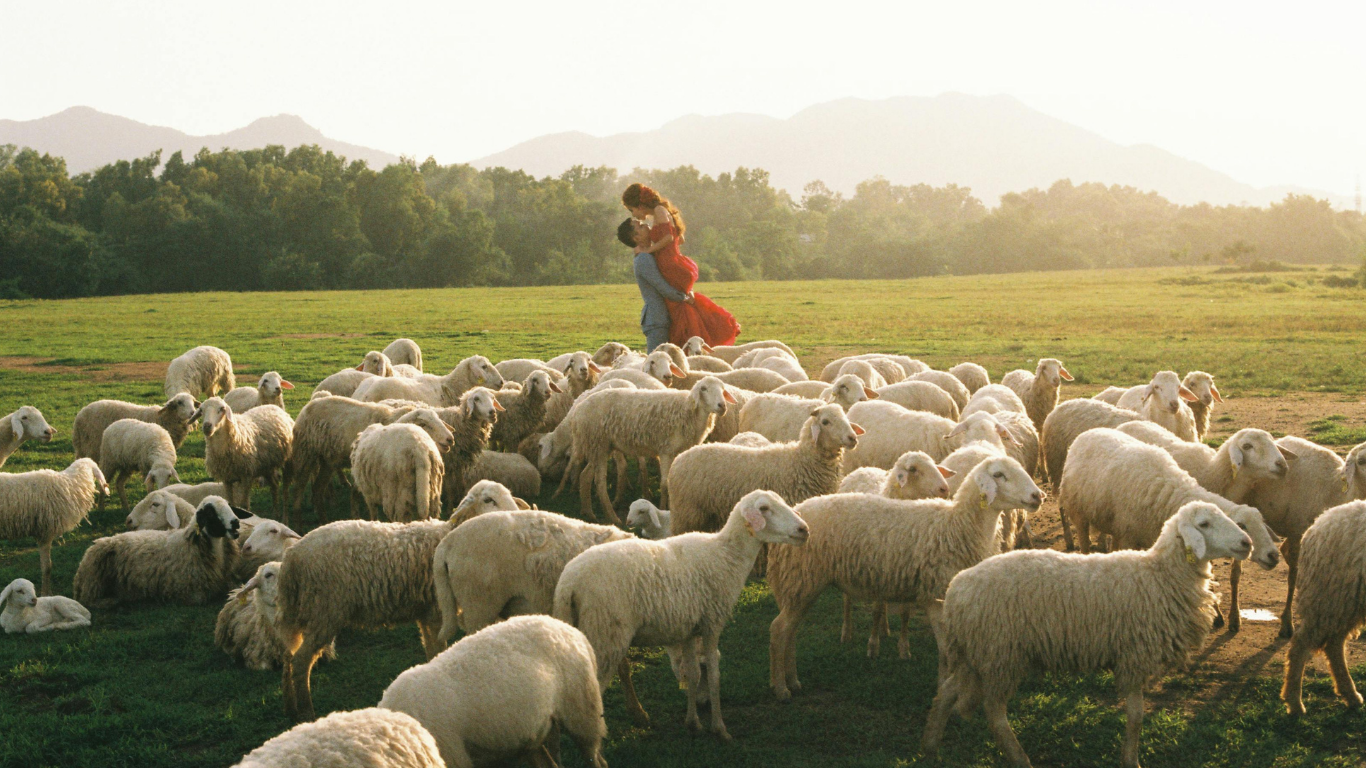 National Sheep Hug Day