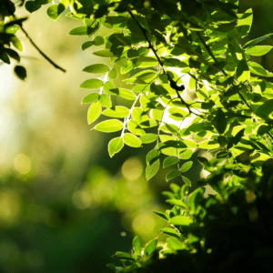 What is Photosynthesis